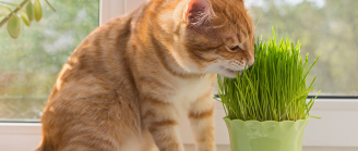 Chat mange de l'herbe